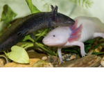 TheAxolotls group