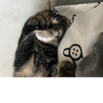 Love my cat Pluto