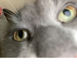Biscuit the fat cat group