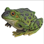 frog headquarters