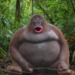 ripp's return to monkey