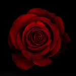 Red Rose CC