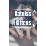 Katniss’ Kittenz <3