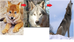 THE WOLFZ