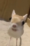 monkey ugcs