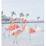 Flamingo Group :D (name taken already smh)