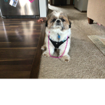 Doggo/puppy adorers