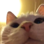 {- ᴛʜᴇ ᴅᴇᴠɪʟ ᴢᴏɴᴇ -}