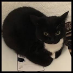 The Maxwell Cat Fan Group