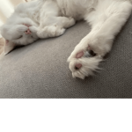>Fluffy paws group<