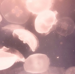jellyf1shh