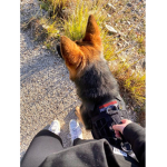 • Team Malinois •