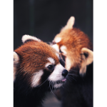 The love red panda