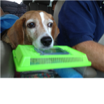BEAGLES ARE AWESOMENESS