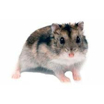 Hamsters group:)