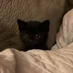 HelloImMegan