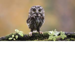 The Owl Of Wind