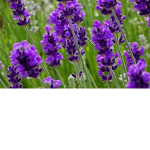 lavenders.loves.