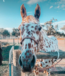 People that like Horses