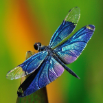 Libelle
