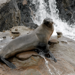 Sea Lion Endangerment Institutional Conservatory