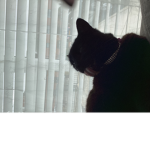 Kitty’s:>