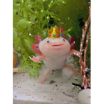 siimply weirdos!