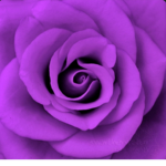 The purple flower group
