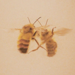 bvmblebees