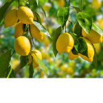 Lemon group!!!