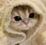 Aubrey’s cats aww ur so adorable