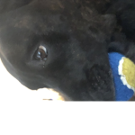 Diamond_ doggies