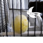 Goodnight Birdo