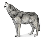 •Da Wolf Pack•