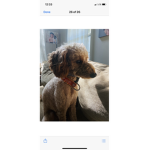 Flamewamy