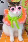 Cat's And Dog's Friends