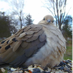 Birbs and other flying things
