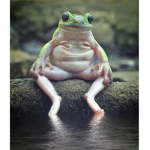 Fr0g on a L0g