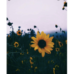Lullaby’s