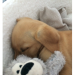 Fuzzy ######