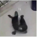 TheTurtleClan