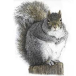 THESQUEAKYSQUIRRELS