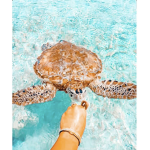 Lil vsco turtles