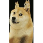 狗狗家族