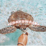 •boardwalk•