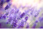 ~LovelyLavenders~