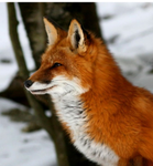 Da Foxes!