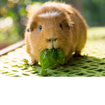 guinea_pig<3