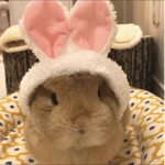 gyaru bunny