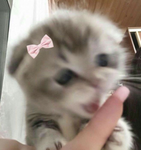 RaeKitties223